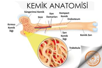 Kemik Kırıkları